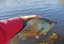 Bill May: Cold water panfish are plentiful this time of year