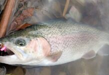 Jim Gronaw: Waters can be uncrowded this time of year to go after trout