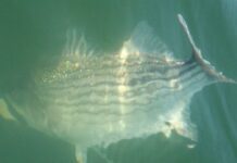 Chris Dollar: A slightly improved outlook for stripers