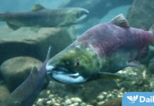 Seafood Workers Criticize New Fish Farming Ban: ‘You Got it Wrong’