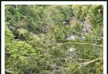 A Tree Falls In Westport