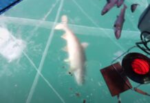Watching This Monster Lake Trout Through Crystal Clear Ice Almost Has Me Excited For Ice Fishing