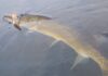 Bill May: We’re entering the prime time to catch pickerel