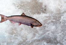 11 Amazing Upstate New York Towns With a Great “River History”