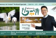 Hong Kong’s largest mangroves host a fierce fishing competition