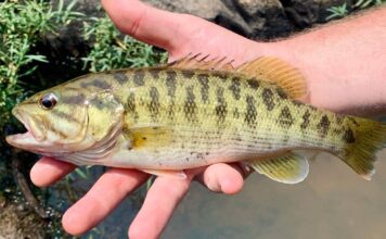Why experts say it’s important to preserve the Redeye bass in SC