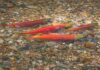 Catching Running Kokanee Salmon on a Fly Rod in Colorado