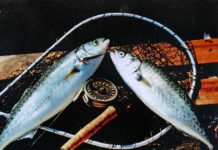 Kahawai For Breakfast On My #6 Sage Fly Rod