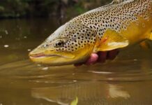 Master Class Monday: Nymph Accuracy, Part 1