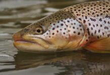 Master Class Monday: How to Prospect with Streamers on Big Rivers