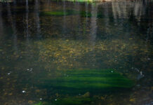 Pro Tips: Stay Away from Redds