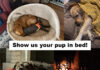 Photos: Entries from Week One of Our “I Love My Dog Bed” Photo Contest