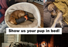 Photos: Entries from Week One of Our “I Love My Dog Bed” Photo Contest