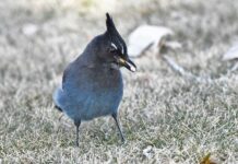 My backyard and a trip to Henrys Lake made Thanksgiving enjoyable during COVID isolation