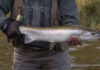 Video: How to Swing Flies for Steelhead