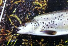 Water Temperature and Trout Behavior