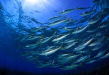 Saltwater anglers have a rare chance to chime in on fisheries management | Hatch Magazine