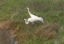 Happy New Year and keep your eye on nature