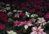 Mexico Christmas Eve Flower | News