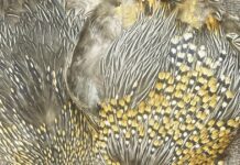 North Country Angling: Last-minute gift ideas | Fishing