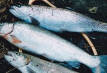 My Neck of the Woods: A great opportunity | Arts & Living