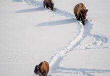 Snowmobiles give an intimate view to Yellowstone’s winter beauty | News