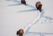 Snowmobiles give an intimate view to Yellowstone’s winter beauty | Local Business