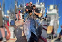 365-day Licenses go into effect on New Year’s Day