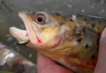 Simple Nymphs to Start Off Tying