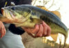 7 Essential Lures for Winter Bass Fishing