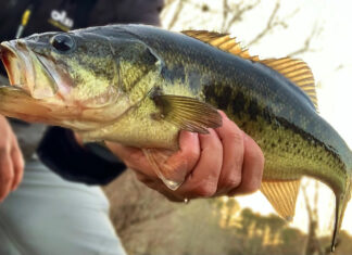 7 Essential Lures for Winter Bass Fishing