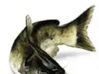 Weekly Fishing Report: Dec. 14, 2022