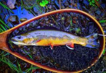 Georges River Trout Unlimited presents on Maine’s native Salmonids – Knox County VillageSoup