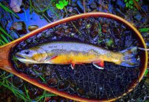 Georges River Trout Unlimited to hear about Maine’s Unique Native Salmonids