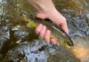Trout Fishing in the Catskill Mountains