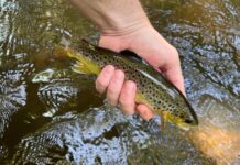 Trout Fishing in the Catskill Mountains