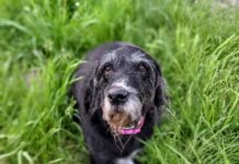 The best damned fishing dog ever | Hatch Magazine