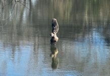 McKinney community’s quick thinking saves barred owl