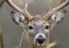 Deer gun season opened with 17K plus whitetails checked in