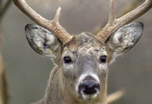 Deer gun season opened with 17K plus whitetails checked in