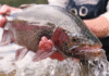 Video: Stillwater Rainbow Buffet – Orvis News
