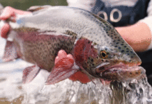 Video: Stillwater Rainbow Buffet – Orvis News