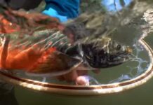 Video: The Mouse-Eating Rainbows (and More!) of Alaska