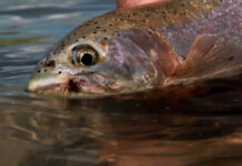 Master Class Monday: How to Catch Cruising Trout