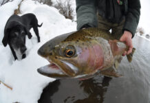 Classic Tips: 5 Keys to Winter Streamer Fishing