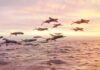 Can Fish Fly? » Science ABC