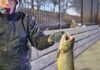 Midwest Fishing Report: Perch fishing on southern Lake Michigan and ice fishing (at least in the Northwoods)