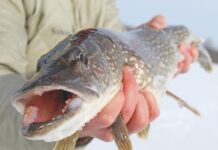 The Frozen North: Multi-Species Lake-Hopping in the Adironda
