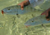 Pro Tips: How to Hook More Bonefish by Sight-Setting