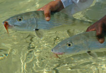 Pro Tips: How to Hook More Bonefish by Sight-Setting